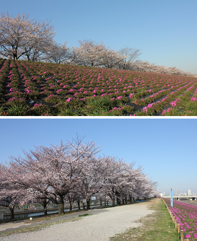 �ԉH�╣�̍�����