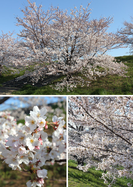 �ԉH�╣�̍�����