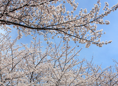 ����������̍��܂�