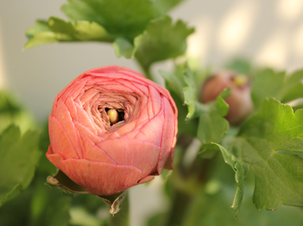 ���i���L�����X,����