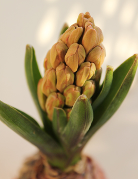 �q���V���X,����