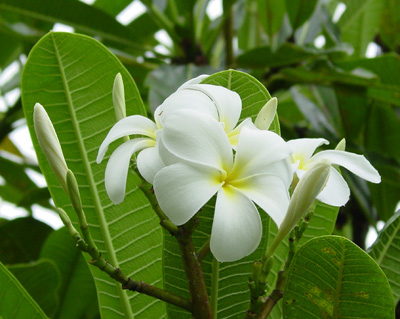 ���{���ō��v�������A���C�X�g���b�v