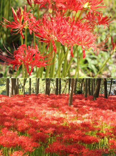 �����s�В��c�̙֎썹��