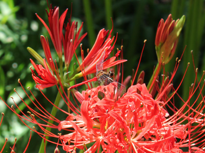 �����s�В��c�̙֎썹��