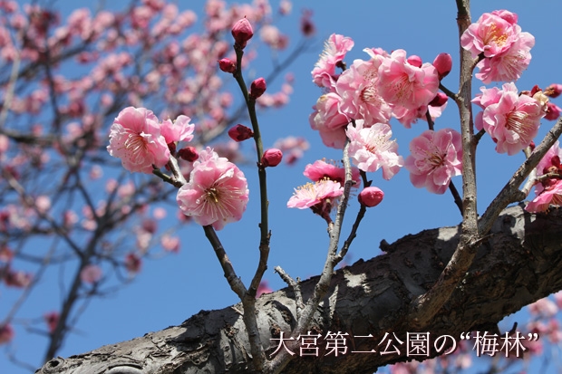 ��{�������̔~��