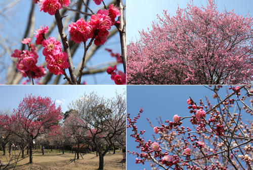 ��{�������̔~��