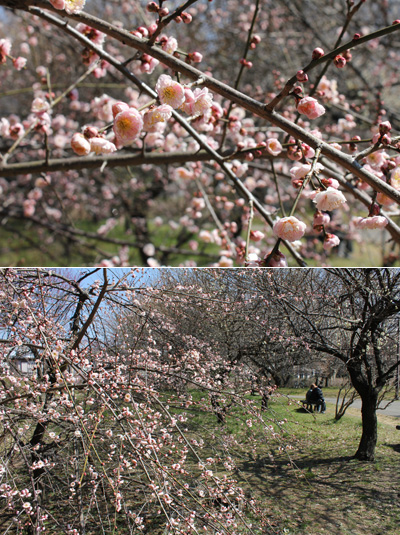 ��{�������̔~��