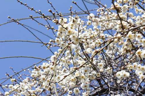 ��{�������̔~��