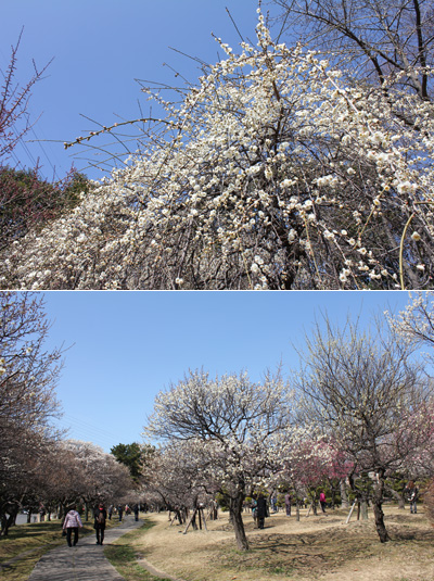 ��{�������̔~��